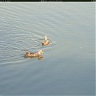 Filename=duck_references003.jpg
Filesize=152KiB
Dimensions=1434x1095
Date added=Sep 23, 2006 duck_references003.jpg