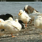 Filename=duck_references004.jpg
Filesize=157KiB
Dimensions=930x503
Date added=Sep 23, 2006 duck_references004.jpg
