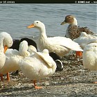 Filename=duck_references005.jpg
Filesize=171KiB
Dimensions=949x535
Date added=Sep 23, 2006 duck_references005.jpg