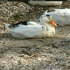 Filename=duck_references006.jpg
Filesize=445KiB
Dimensions=1434x1095
Date added=Sep 23, 2006 duck_references006.jpg