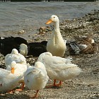 Filename=duck_references007.jpg
Filesize=369KiB
Dimensions=1434x1095
Date added=Sep 23, 2006 duck_references007.jpg