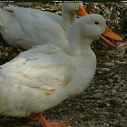 Filename=duck_references008.jpg
Filesize=246KiB
Dimensions=1434x1095
Date added=Sep 23, 2006 duck_references008.jpg