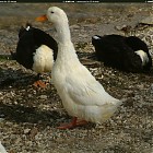 Filename=duck_references010.jpg
Filesize=398KiB
Dimensions=1434x1095
Date added=Sep 23, 2006 duck_references010.jpg