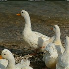 Filename=duck_references012.jpg
Filesize=267KiB
Dimensions=1434x1095
Date added=Sep 23, 2006 duck_references012.jpg