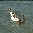 Filename=duck_references013.jpg
Filesize=250KiB
Dimensions=1434x1095
Date added=Sep 23, 2006 duck_references013.jpg