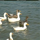 Filename=duck_references014.jpg
Filesize=282KiB
Dimensions=1434x1095
Date added=Sep 23, 2006 duck_references014.jpg
