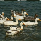 Filename=duck_references015.jpg
Filesize=285KiB
Dimensions=1434x1095
Date added=Sep 23, 2006 duck_references015.jpg