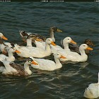 Filename=duck_references016.jpg
Filesize=252KiB
Dimensions=1434x1095
Date added=Sep 23, 2006 duck_references016.jpg