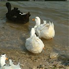 Filename=duck_references017.jpg
Filesize=269KiB
Dimensions=1434x1095
Date added=Sep 23, 2006 duck_references017.jpg