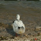 Filename=duck_references018.jpg
Filesize=266KiB
Dimensions=1434x1095
Date added=Sep 23, 2006 duck_references018.jpg