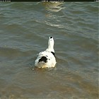 Filename=duck_references019.jpg
Filesize=202KiB
Dimensions=1434x1095
Date added=Sep 23, 2006 duck_references019.jpg