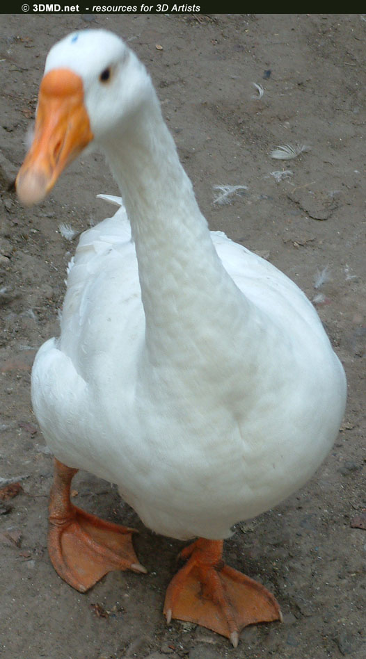 Goose References     