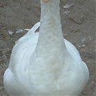 goose_references005.jpg