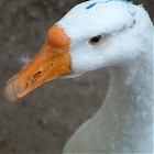 goose_references006.jpg