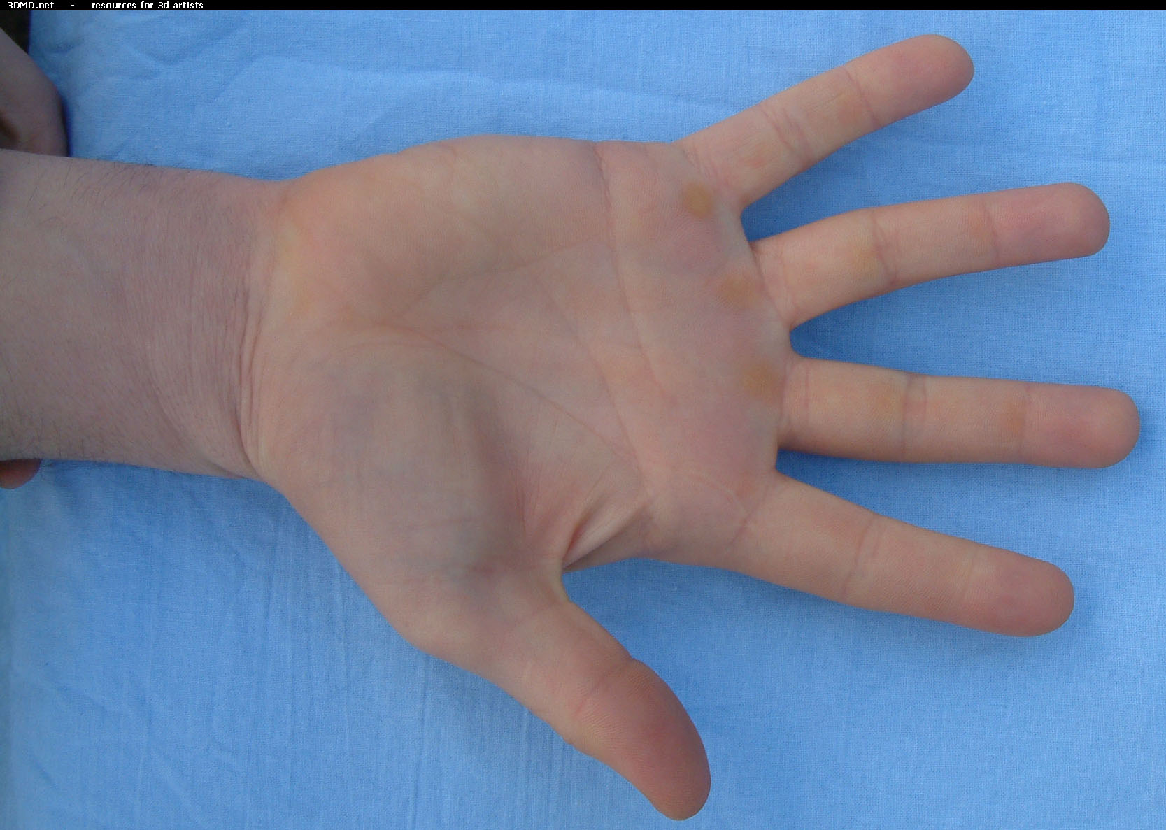 Male Palm Photo Bottom  