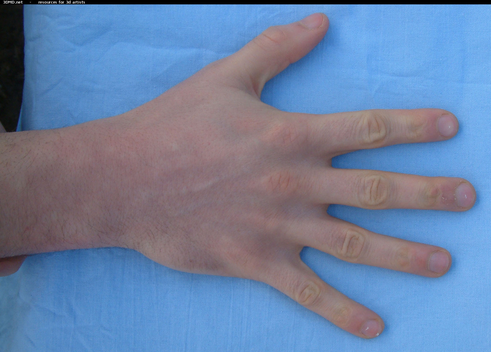 Male Palm Photo Top  