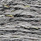 Filename=cloth_texture_042.jpg
Filesize=833KiB
Dimensions=1053x1150
Date added=Feb 20, 2009 cloth_texture_042.jpg