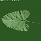 Filename=leaf_00032.jpg
Filesize=69KiB
Dimensions=640x640
Date added=Sep 14, 2006 leaf_00032.jpg