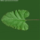 leaf_00033.jpg