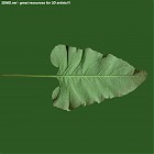 Filename=leaf_00236.jpg
Filesize=55KiB
Dimensions=640x640
Date added=Sep 14, 2006 leaf_00236.jpg