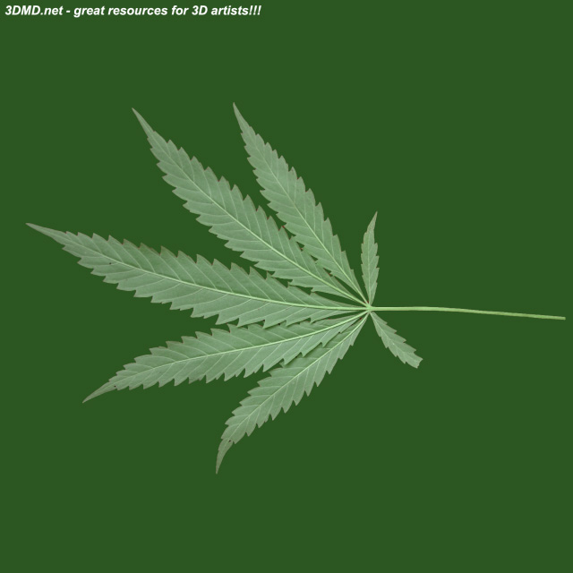 Hemp Leaf Texture  