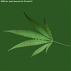 Filename=leaf_00105.jpg
Filesize=47KiB
Dimensions=640x640
Date added=Sep 14, 2006 leaf_00105.jpg