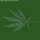 Filename=leaf_00296.jpg
Filesize=45KiB
Dimensions=640x640
Date added=Sep 14, 2006 leaf_00296.jpg