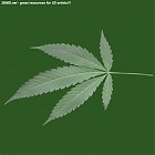 Filename=leaf_00305.jpg
Filesize=49KiB
Dimensions=640x640
Date added=Sep 14, 2006 leaf_00305.jpg