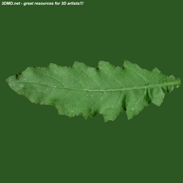 Leaf        