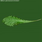 Filename=leaf_00246.jpg
Filesize=38KiB
Dimensions=640x640
Date added=Sep 14, 2006 leaf_00246.jpg