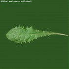 Filename=leaf_00247.jpg
Filesize=40KiB
Dimensions=640x640
Date added=Sep 14, 2006 leaf_00247.jpg