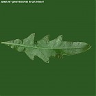 Filename=leaf_00249.jpg
Filesize=45KiB
Dimensions=640x640
Date added=Sep 14, 2006 leaf_00249.jpg