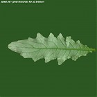 Filename=leaf_00252.jpg
Filesize=46KiB
Dimensions=640x640
Date added=Sep 14, 2006 leaf_00252.jpg