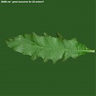 Filename=leaf_00253.jpg
Filesize=48KiB
Dimensions=640x640
Date added=Sep 14, 2006 leaf_00253.jpg