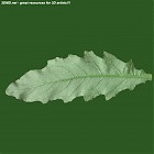 Filename=leaf_00443.jpg
Filesize=53KiB
Dimensions=640x640
Date added=Sep 14, 2006 leaf_00443.jpg