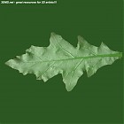 Filename=leaf_00445.jpg
Filesize=53KiB
Dimensions=640x640
Date added=Sep 14, 2006 leaf_00445.jpg