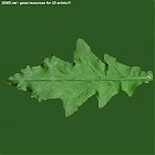 Filename=leaf_00446.jpg
Filesize=55KiB
Dimensions=640x640
Date added=Sep 14, 2006 leaf_00446.jpg