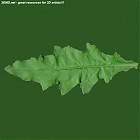 Filename=leaf_00450.jpg
Filesize=52KiB
Dimensions=640x640
Date added=Sep 14, 2006 leaf_00450.jpg