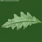 leaf_00456.jpg