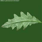 Filename=leaf_00456.jpg
Filesize=56KiB
Dimensions=640x640
Date added=Sep 14, 2006 leaf_00456.jpg