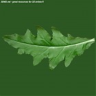 Filename=leaf_00457.jpg
Filesize=59KiB
Dimensions=640x640
Date added=Sep 14, 2006 leaf_00457.jpg