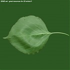 Filename=leaf_00081.jpg
Filesize=54KiB
Dimensions=640x640
Date added=Sep 14, 2006 leaf_00081.jpg