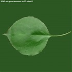 leaf_00082.jpg