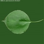 Filename=leaf_00082.jpg
Filesize=49KiB
Dimensions=640x640
Date added=Sep 14, 2006 leaf_00082.jpg