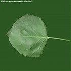 Filename=leaf_00219.jpg
Filesize=61KiB
Dimensions=640x640
Date added=Sep 14, 2006 leaf_00219.jpg