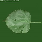 Filename=leaf_00220.jpg
Filesize=67KiB
Dimensions=640x640
Date added=Sep 14, 2006 leaf_00220.jpg