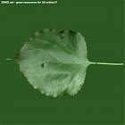 Filename=leaf_00221.jpg
Filesize=58KiB
Dimensions=640x640
Date added=Sep 14, 2006 leaf_00221.jpg