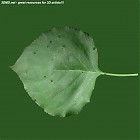 Filename=leaf_00223.jpg
Filesize=67KiB
Dimensions=640x640
Date added=Sep 14, 2006 leaf_00223.jpg