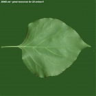 Filename=leaf_00256.jpg
Filesize=68KiB
Dimensions=640x640
Date added=Sep 14, 2006 leaf_00256.jpg