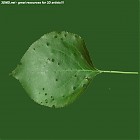 Filename=leaf_00259.jpg
Filesize=59KiB
Dimensions=640x640
Date added=Sep 14, 2006 leaf_00259.jpg
